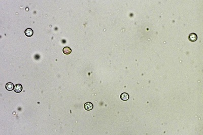 pluteus-romellii7