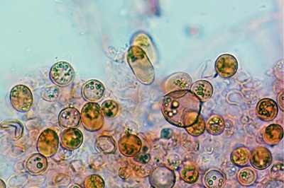 pluteus-salicinus10