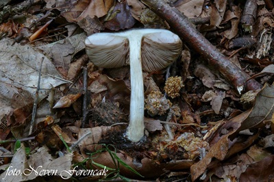 pluteus-salicinus3