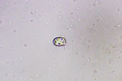pluteus-salicinus4