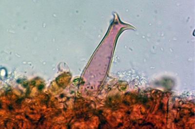 pluteus-salicinus6