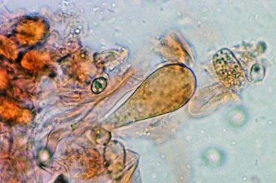 pluteus-salicinus7