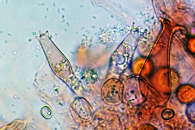 pluteus-salicinus8