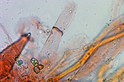 pluteus-salicinus9