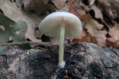 Pluteus semibulbosus