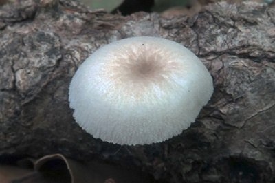 pluteus-semibulbosus2