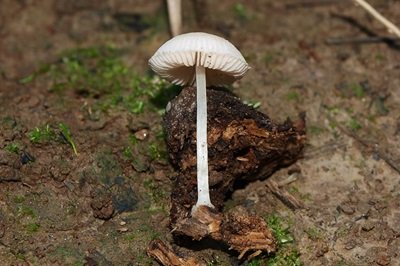 pluteus-semibulbosus4