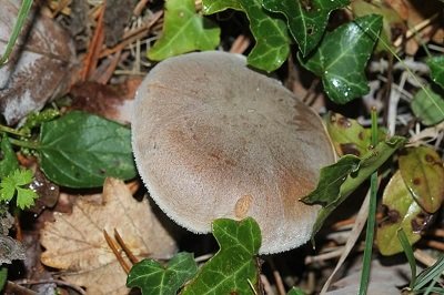 Pogonoloma spinulosum