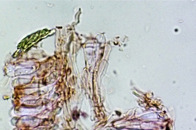 polyporus-tuberaster10
