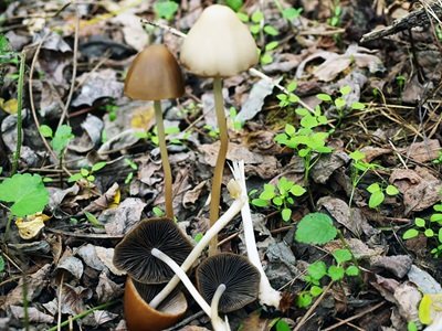 Psathyrella conopilus