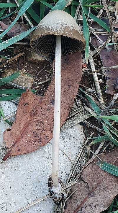 Psathyrella corrugis