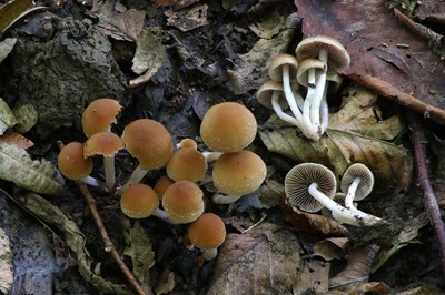 Psathyrella obtusata