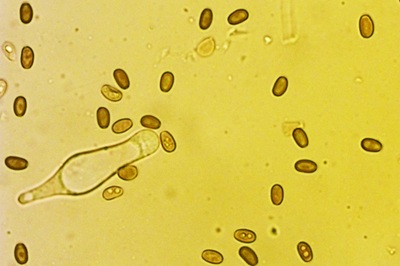 psathyrella-obtusata1