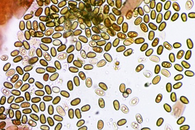 psathyrella-obtusata2