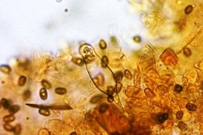 psathyrella-obtusata3