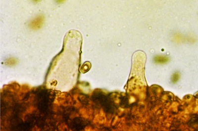 psathyrella-obtusata4