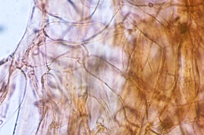 psathyrella-obtusata5