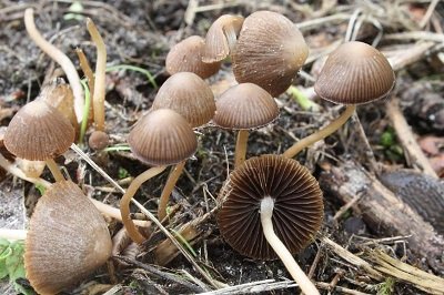 Psathyrella prona