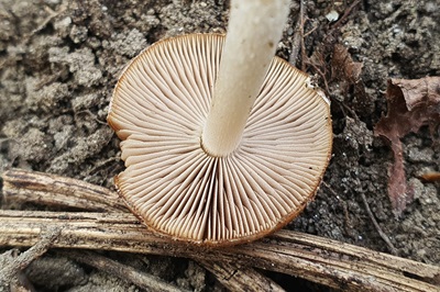 psathyrella-spadiceogrisea1