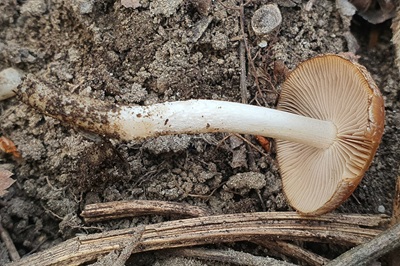 psathyrella-spadiceogrisea2