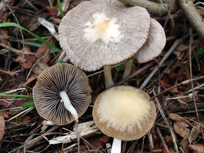psathyrella-spadiceogrisea3