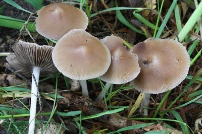 Psathyrella tephrophylla