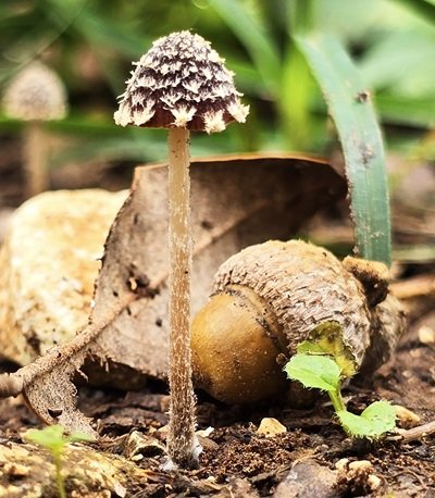 Psathyrella vinosofulva