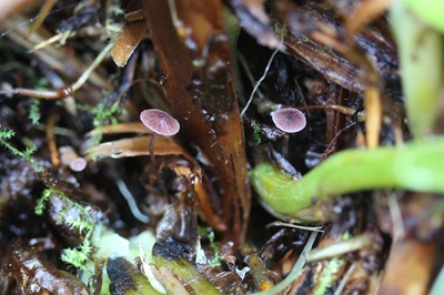 Pseudobaeospora celluloderma