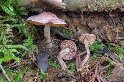 Pseudobaeospora laguncularis