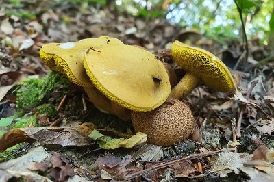 Pseudoboletus parasiticus