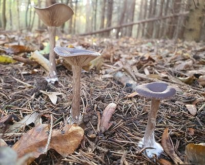 Pseudoclitocybe cyathiformis