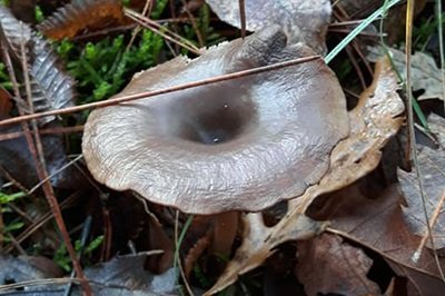 pseudoclitocybe-cyathiformis