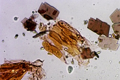 pseudoclitocybe-cyathiformis11