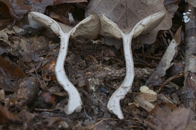 pseudoclitocybe-cyathiformis3