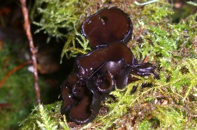 Pseudoplectania melaena