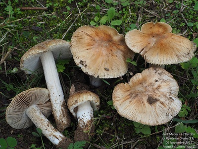 Pseudosperma arenicola