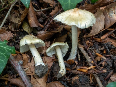 Pseudosperma aureocitrinum