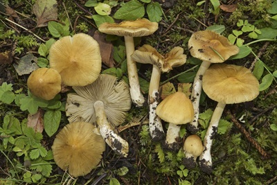 Pseudosperma conviviale