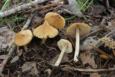 Pseudosperma flavellum