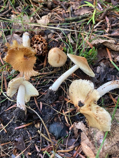 Pseudosperma melliolens