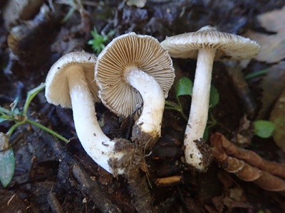 Pseudosperma obsoletum