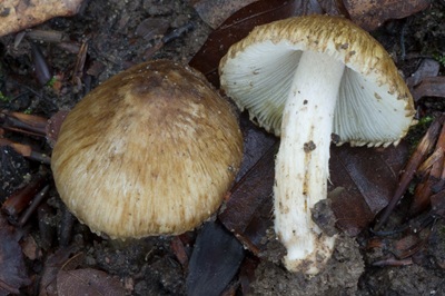 Pseudosperma permelliolens