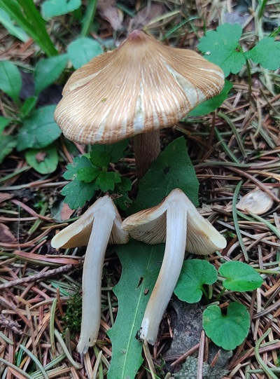 Pseudosperma rimosum