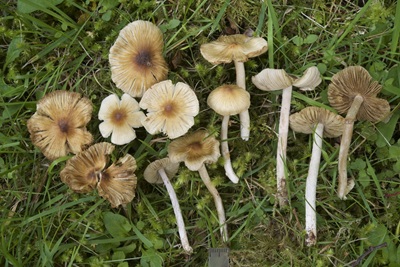 Pseudosperma salentinum