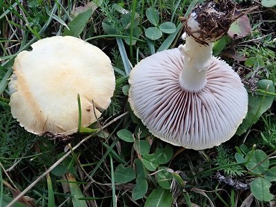 Psilocybe coronilla