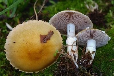 Psilocybe coronilla