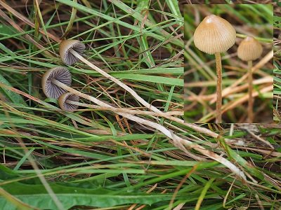 Psilocybe semilanceata