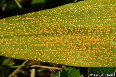 puccinia-hysterium