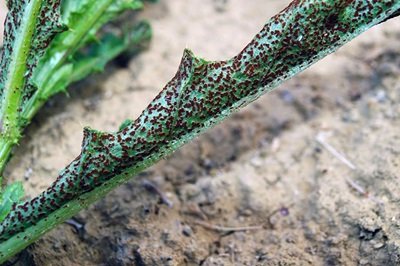 Puccinia suaveolens