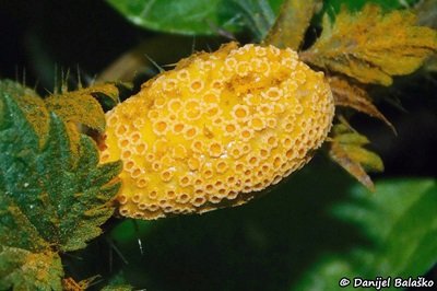 Puccinia urticata